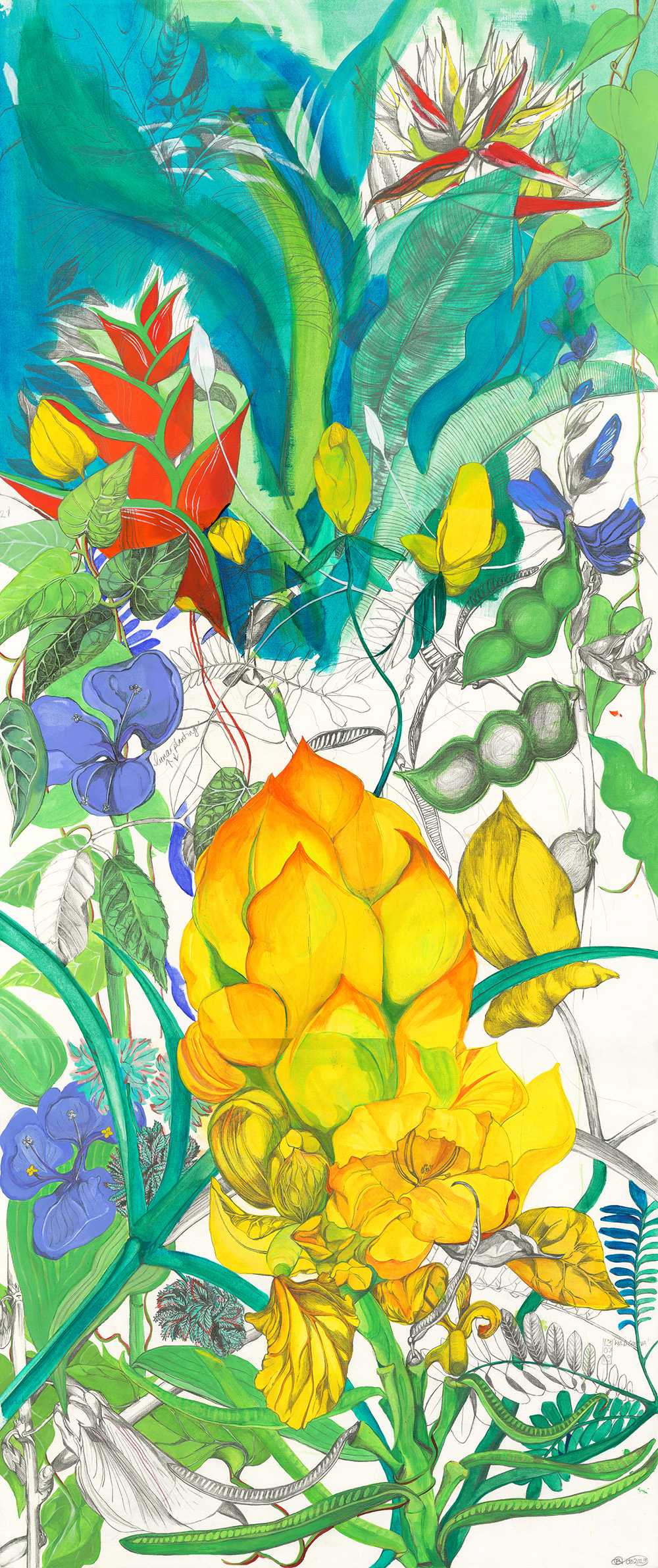 Corbin's Wild Guava (BB001)